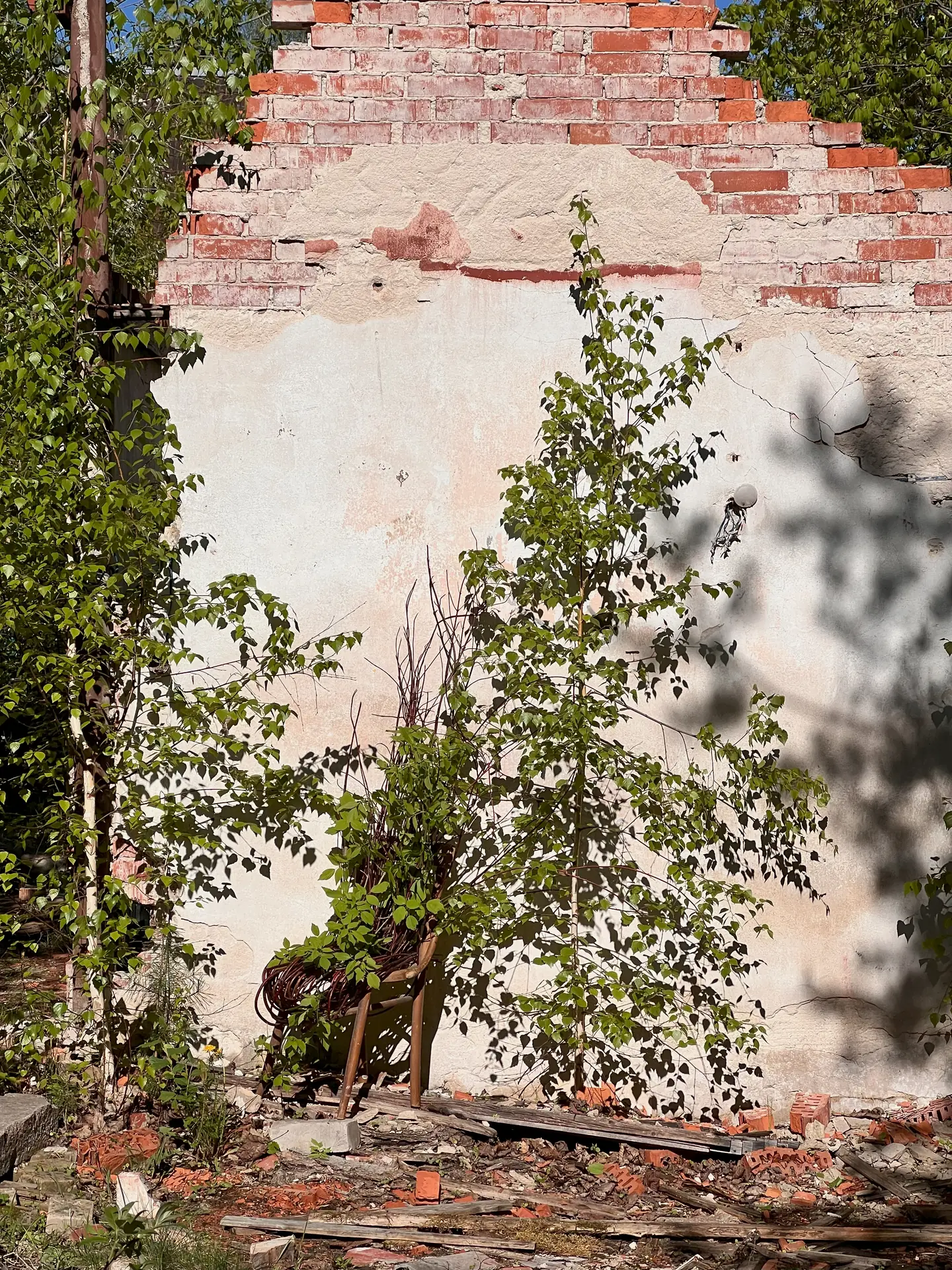 A chair woven with growing branches beside a crumbling brick and plaster wall.
