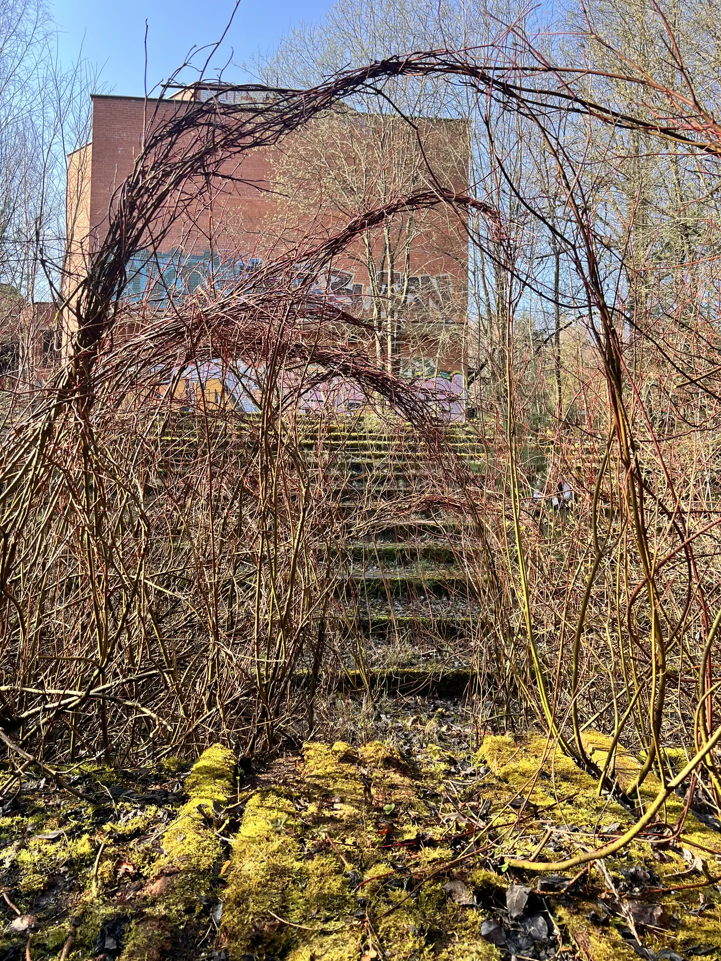 Branches woven into an arch above an overgrown stairway leading to the building.