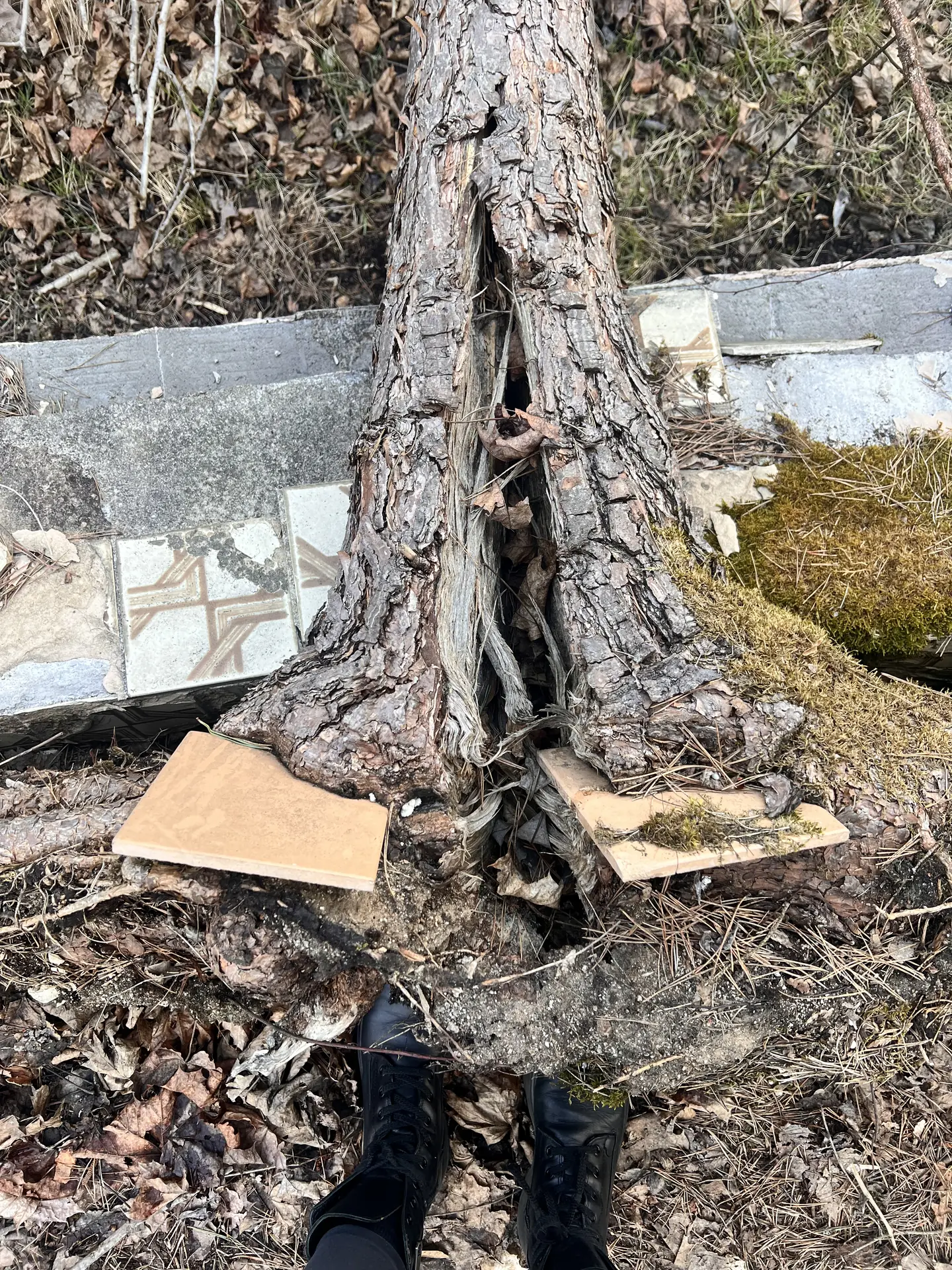 A tree growing among broken tiles and concrete, seen from beside the visitor’s feet.