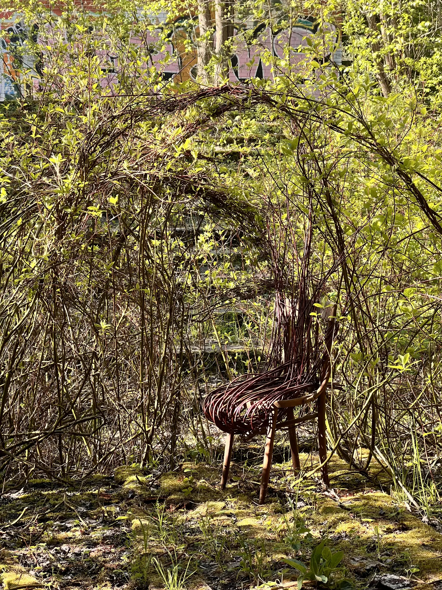 A chair woven into an arch of living branches inside the ruined building.